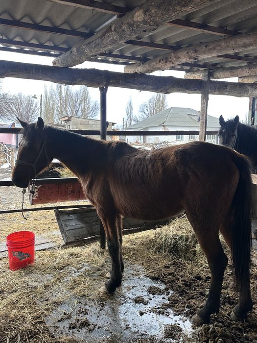 Буаз бие сатылады 2 тума бие