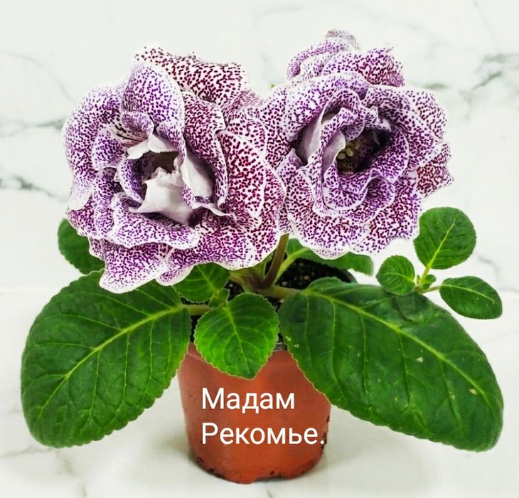 Цветущие   глоксинии.