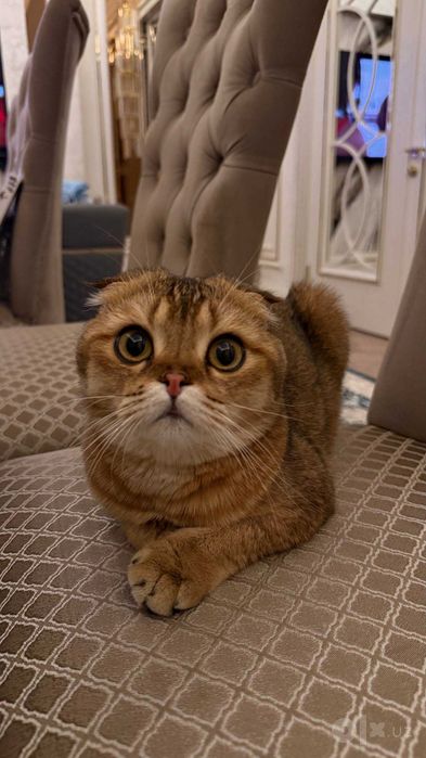 Шотландская вислоухая кошка (скоттиш-фолд) (Scottish Fold)