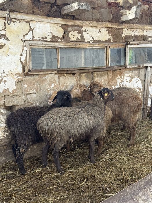 Продам баран токтушек