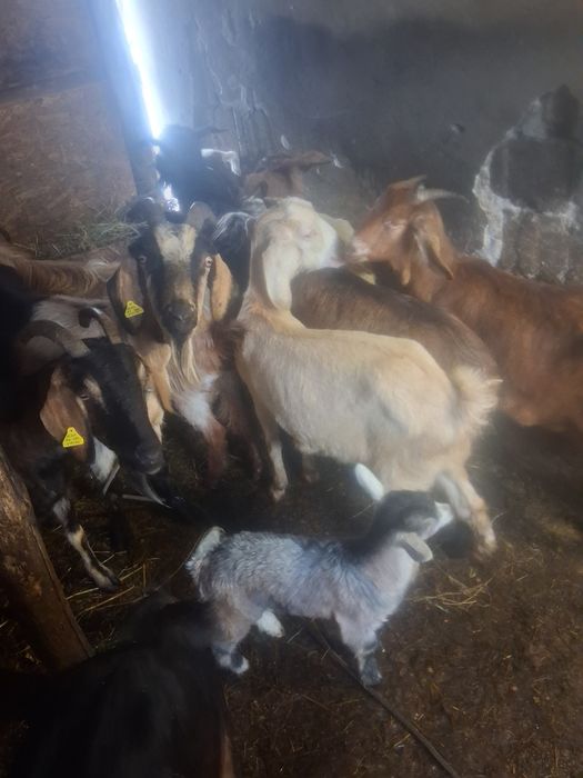 Vînd 10 capre tinere