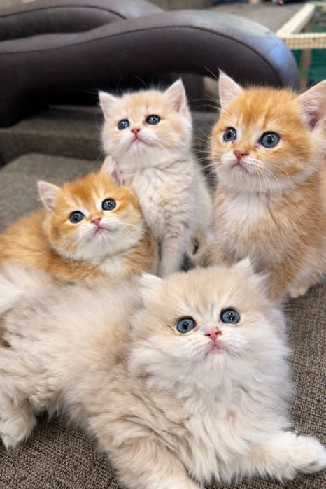 Новогодние подарки британцы