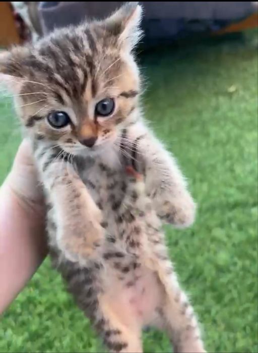 Котенок в добрые руки