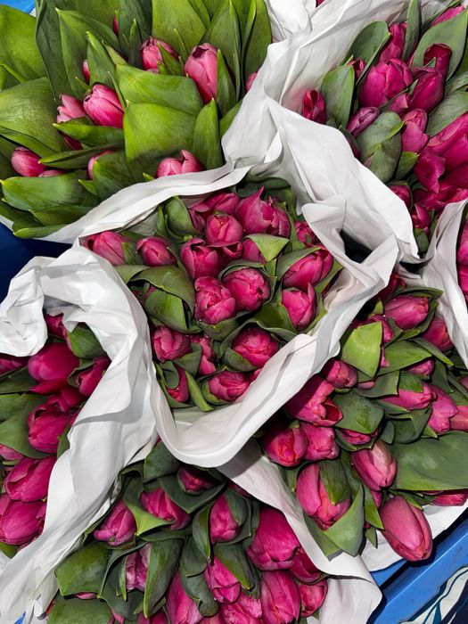 Тюльпаны оптом / розница от 25 штук