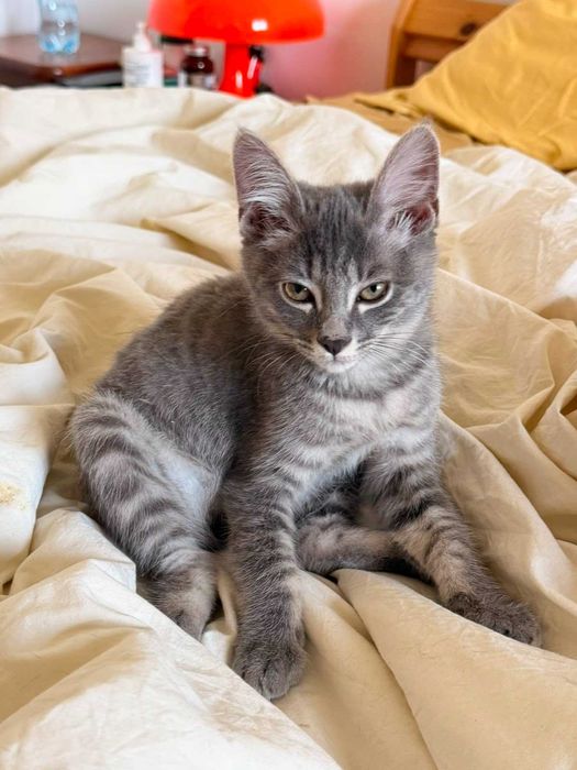 Серенький котёнок