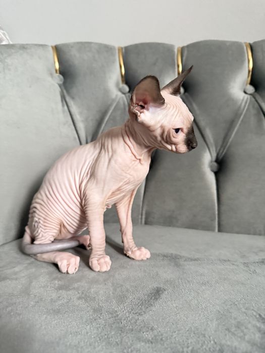 Fetita Sphynx Superba