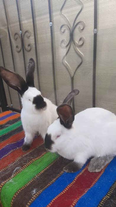 Femele Uriaș de Transilvania