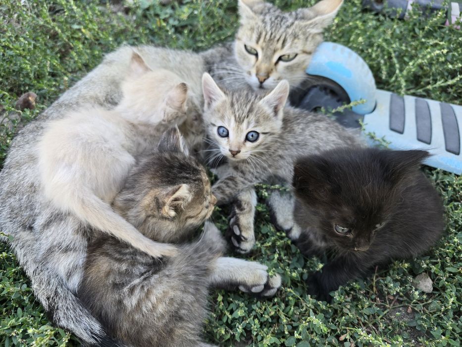 Отдам котят даром