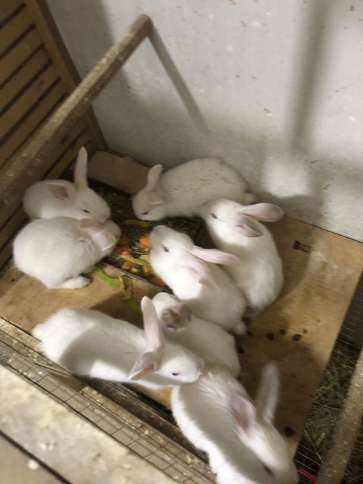 Quyon bolalari sotiladi hikol zotli