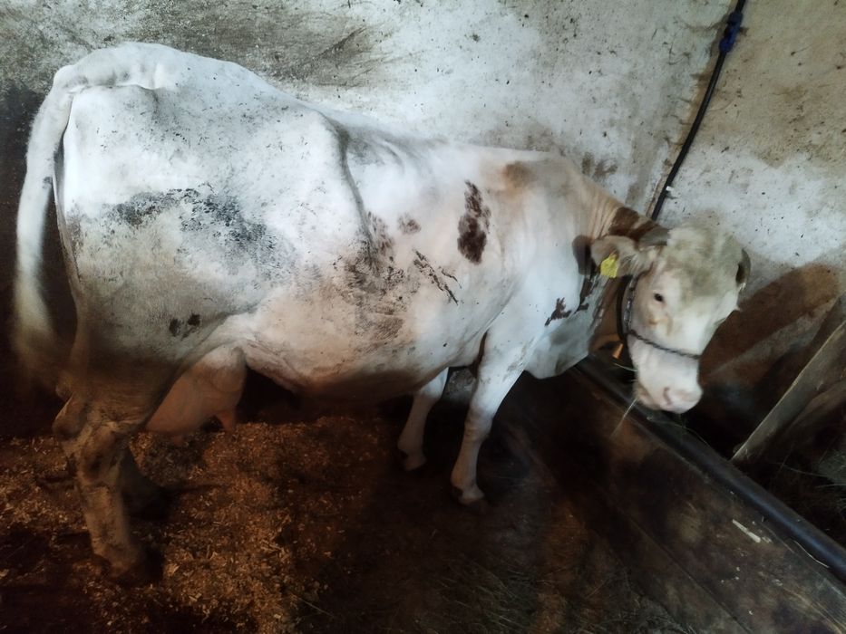 Vacă de vânzare  bună de lapte