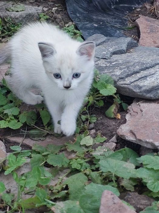 Отдам в добрые руки котят