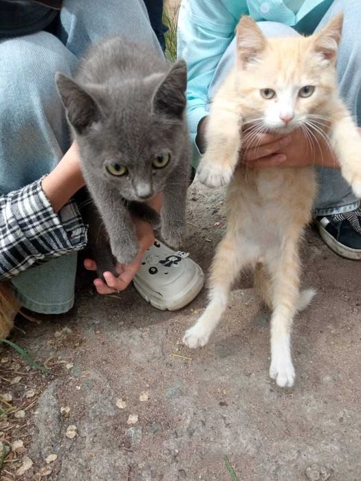 Подбросили котят. Нужен дом! Срочно!