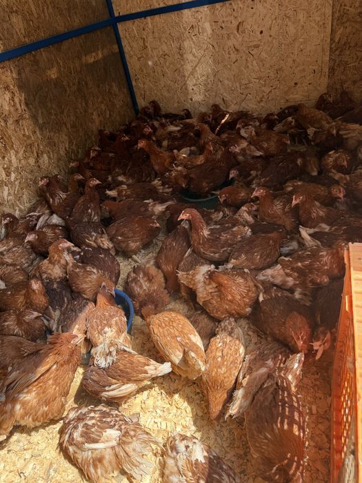 Продам курей Молодок Ломан Браун
