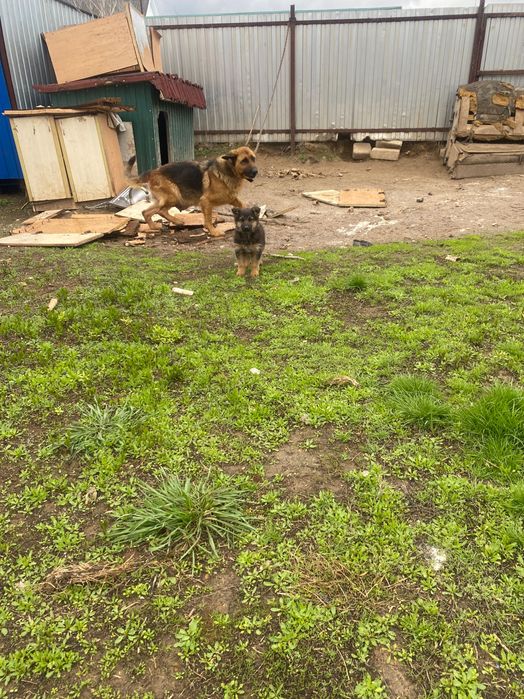 Немецкая овчарка