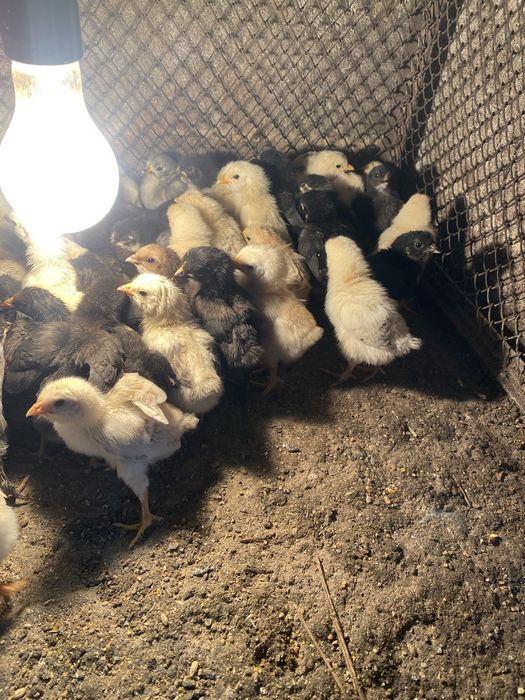 Продам цыплят домашние