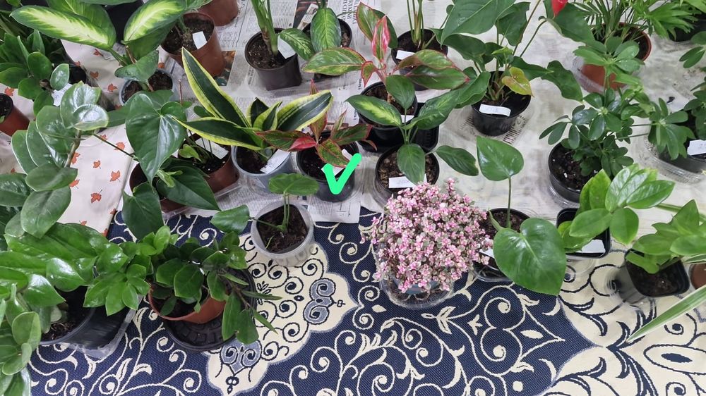 Ұй нұлдері арзан