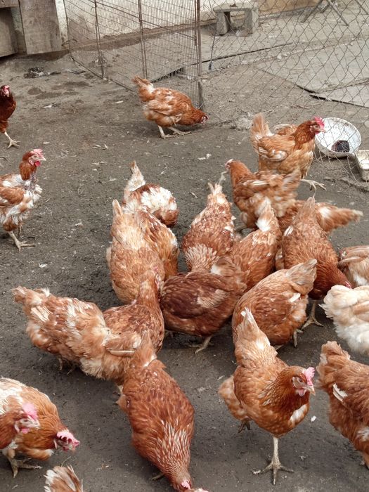 Продам курей несушек