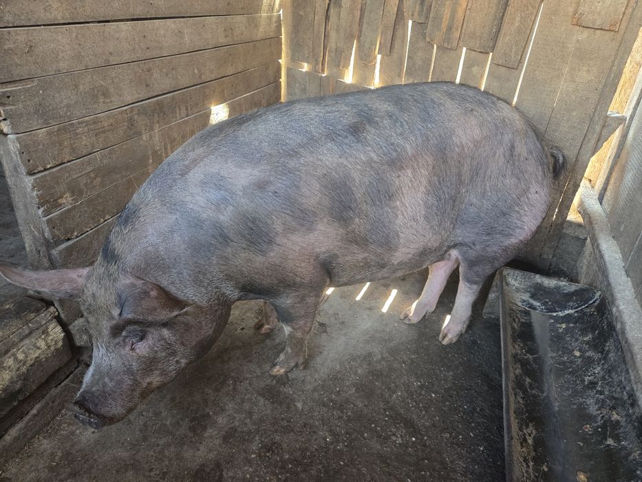 Vând Capră de carne