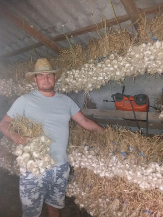 Usturoi de sămânța romanesc soiul de primăvară de Copălău