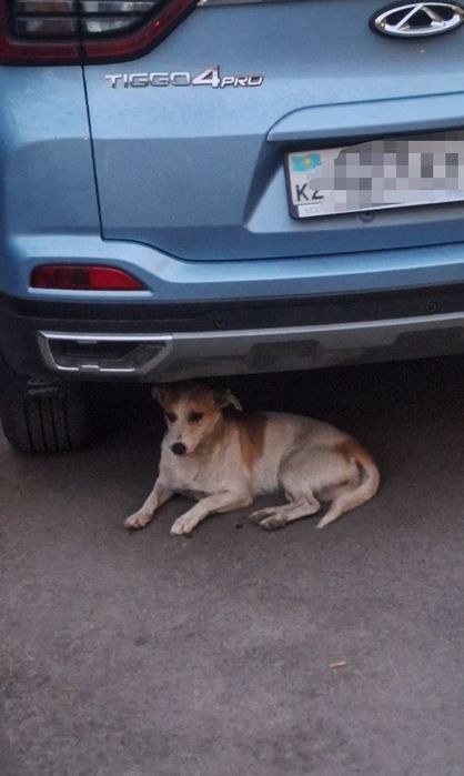 Отдам в хорошие руки, кобель молодой, 7-8мес, не на цепь!