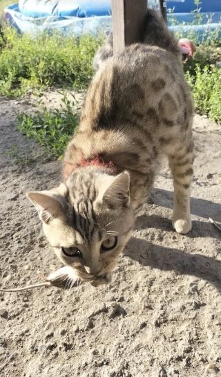 В добрые и заботливые руки