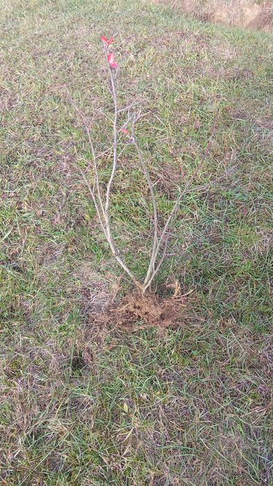 Vând butaj de aronia, anul3. Anul viitor produc aprox 300-350 disponib