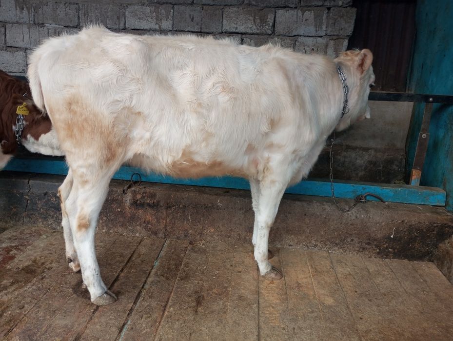 Продам телку аляколь