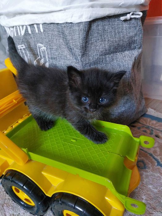 Миленькая кошечка