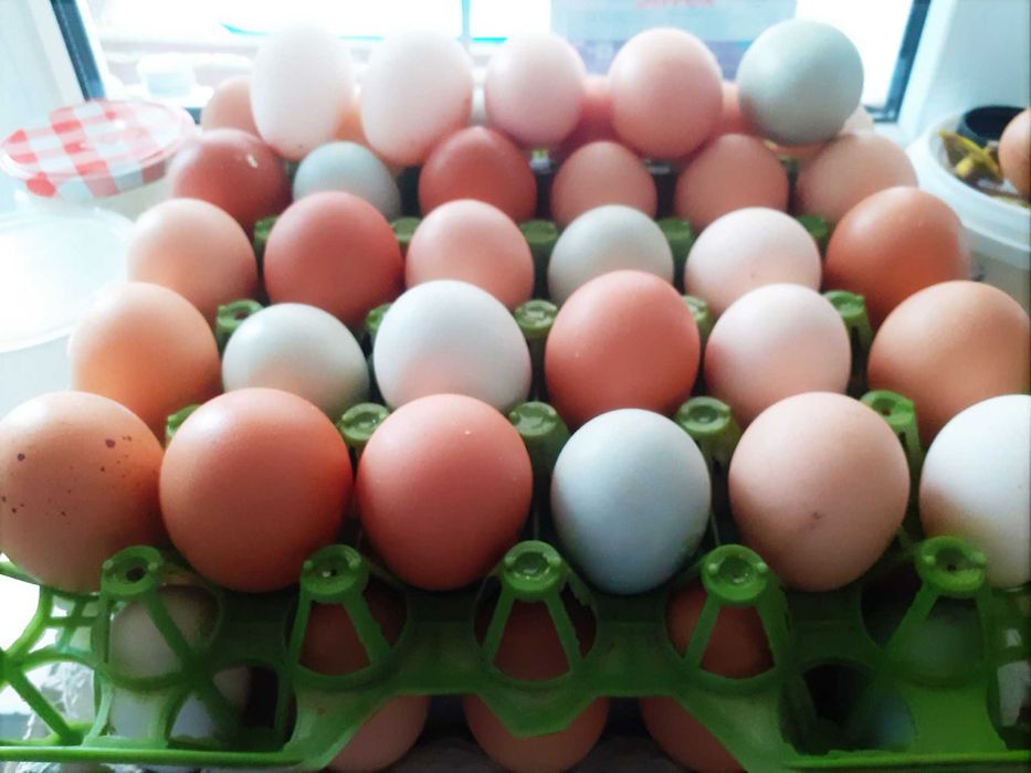 Oua pentru consum