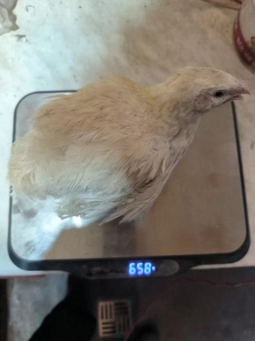 Яйца и цыплята Перепелов белый гигант