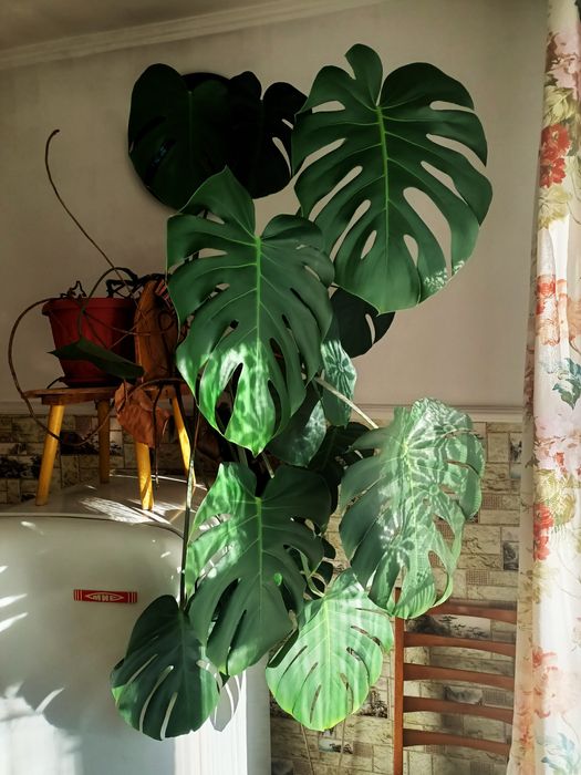 Монстера, растение комнатное