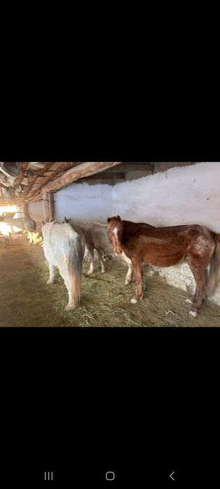 3 бас буаз бие 1 айгыр