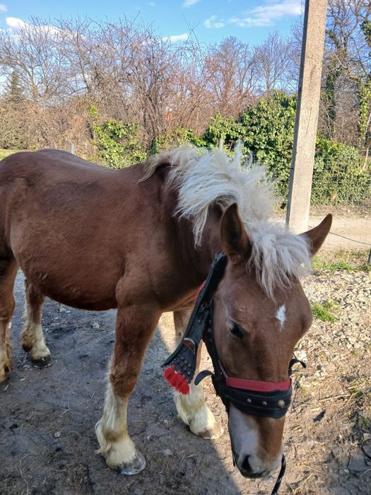 Vand sau schimb manz