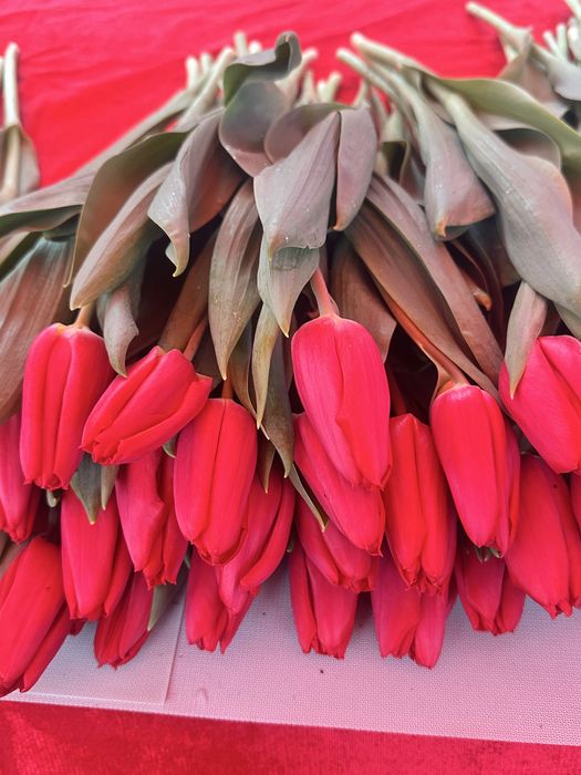 Тюльпан бар КЕЛІСЕМІЗ