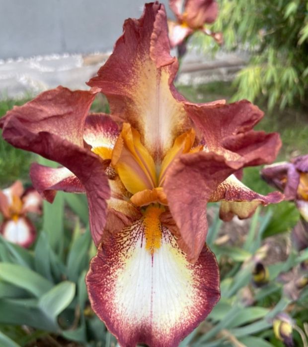 Ирис/Перуника за вашата градина