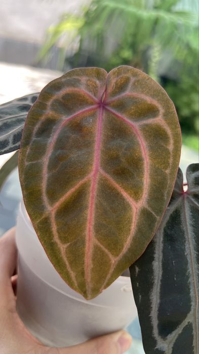 anthurium red crystallinum антуриум ред кристаллинум
