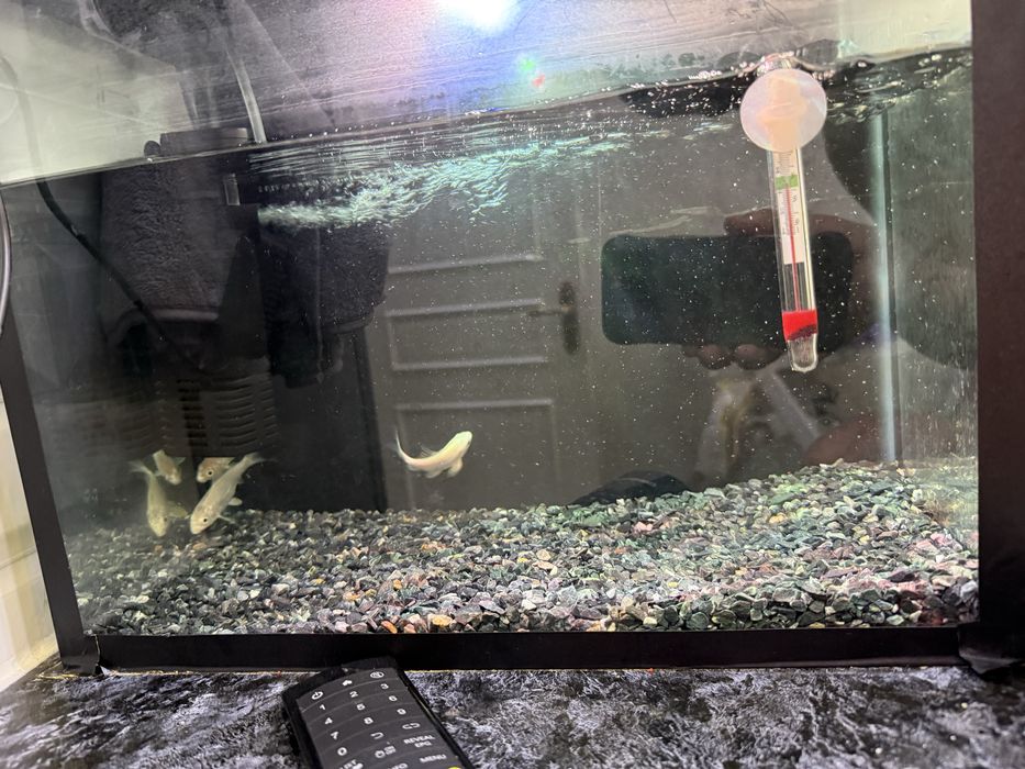 Akvarium va baliqlar sotiladi