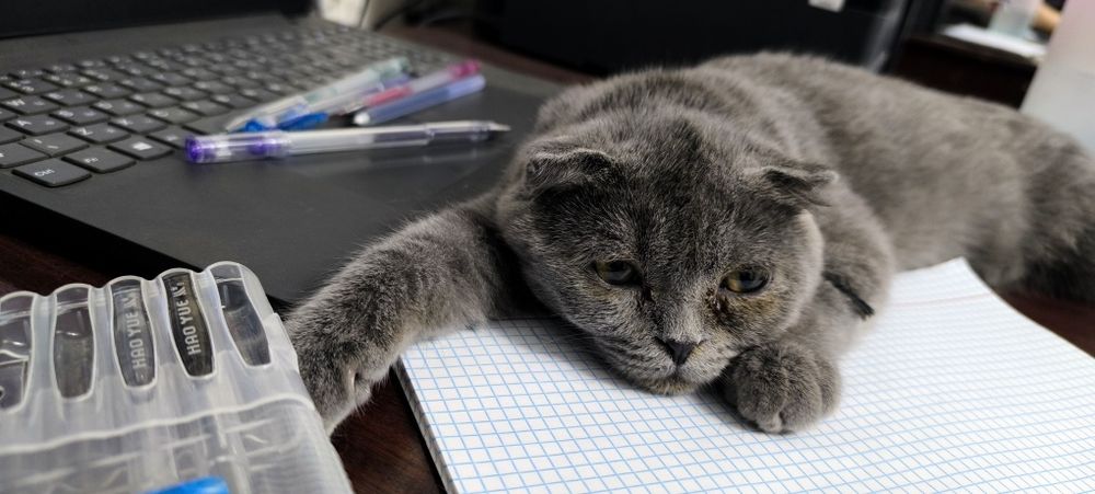 Продаётся котик.