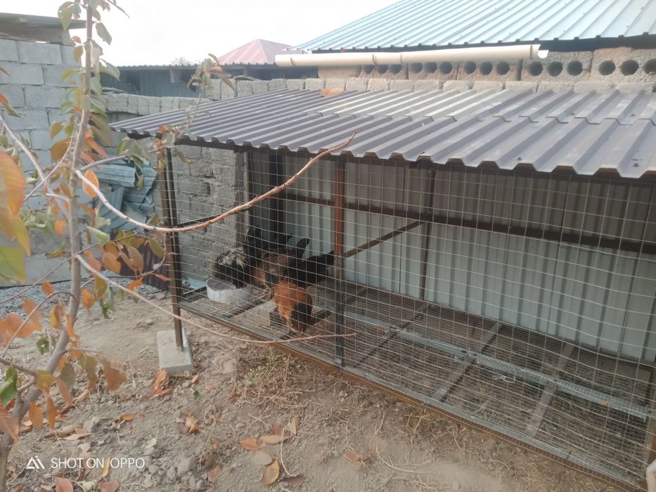 Тауық сатылады үйдың