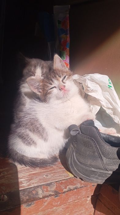 отдам котят даром