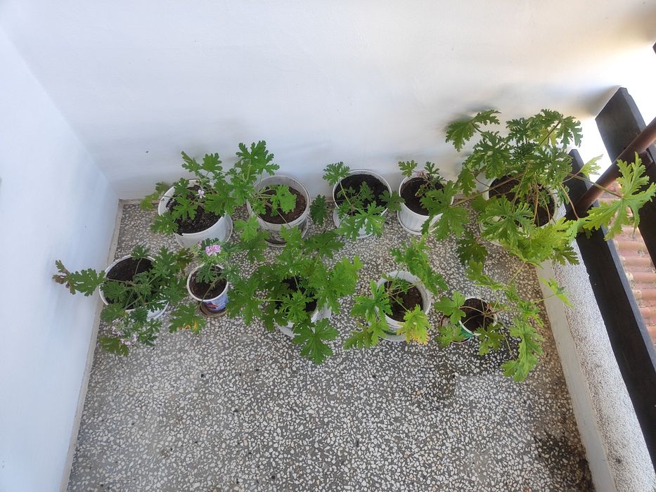 Индрише, добре развито