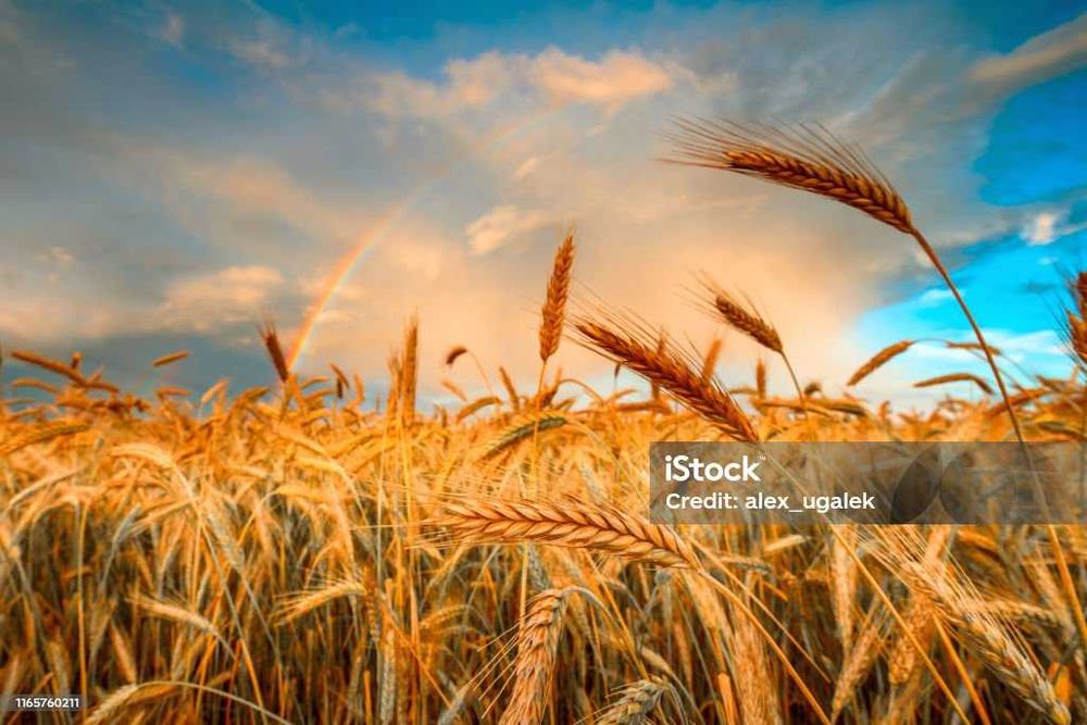 солома ячменная в рулонах продам