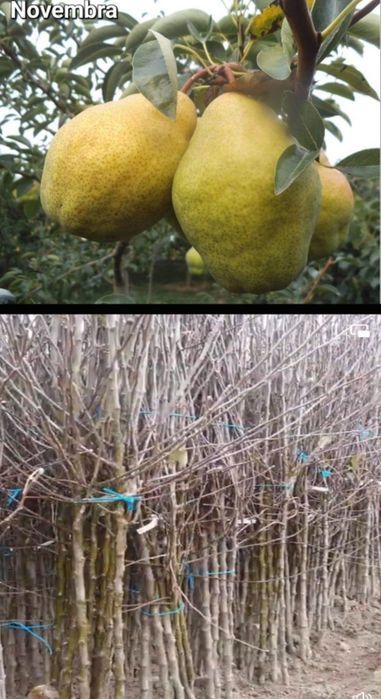 Gutui-Pomi fructiferi