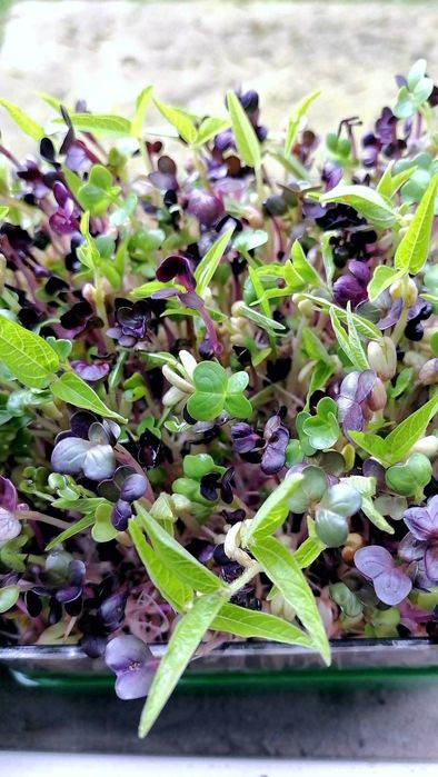 Vas de germinat seminte pentru vlastari si microplante pe 2 nivele