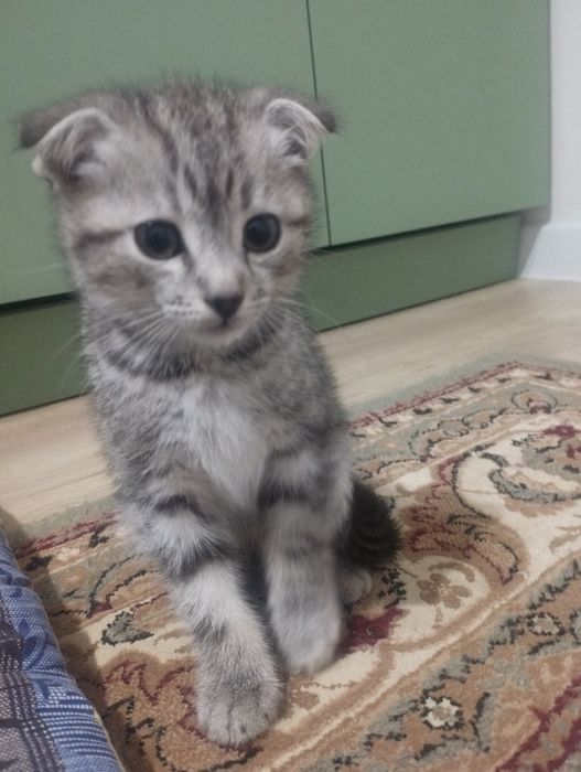 Котенок , 2 месяца , вислаухая