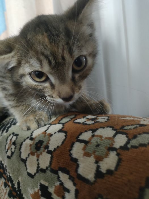 Отдам котят  бесплатно