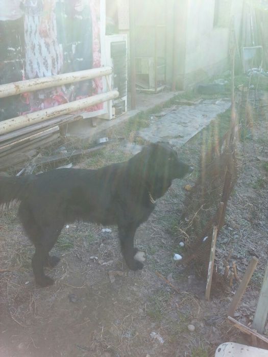 Охрана.продам щенков для охраны дома,сторожевые.