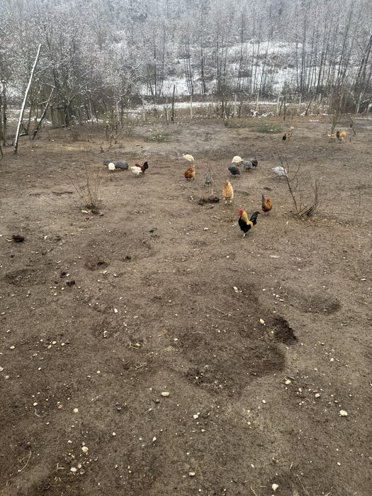 Vand oua incubat gainuse pitice