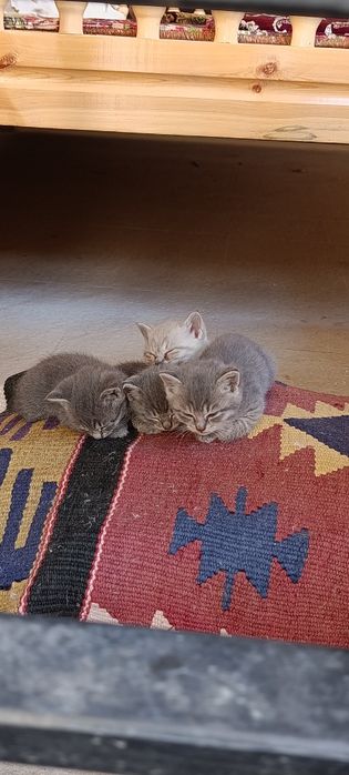 Британский котенок