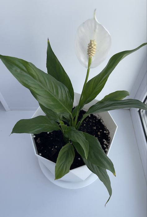 Продам цветок спатифиллум